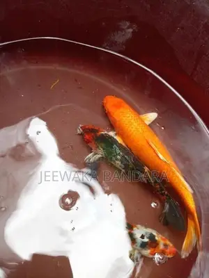 Carp Fish