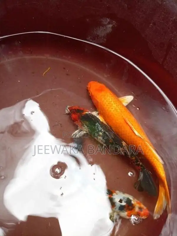 Carp Fish