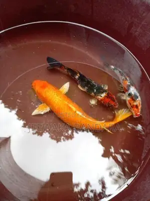 Carp Fish