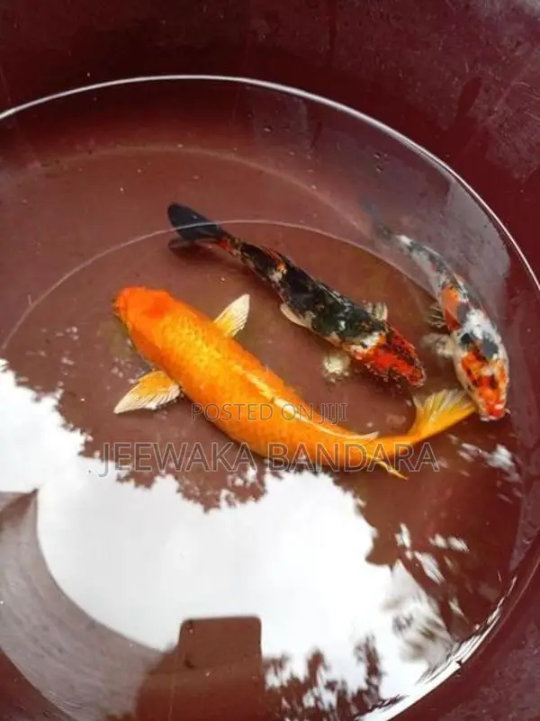 Carp Fish