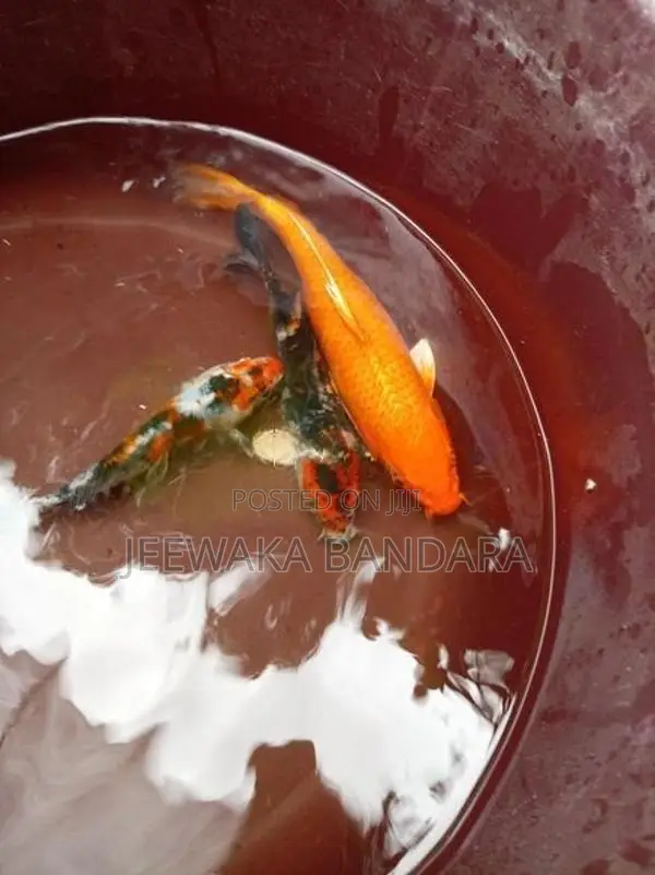 Carp Fish