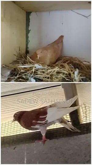 Pigeon