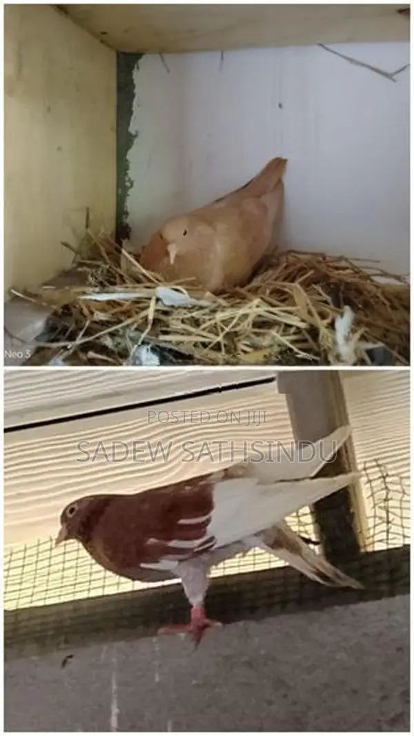 Pigeon