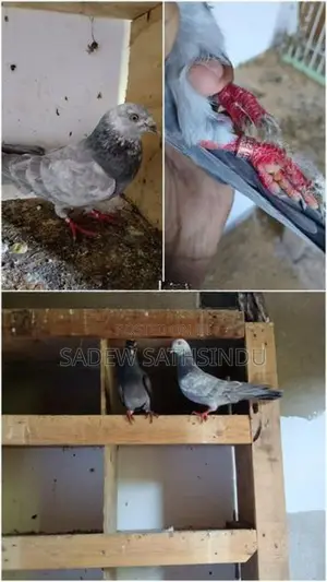 Pigeon