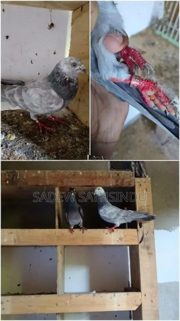 Pigeon