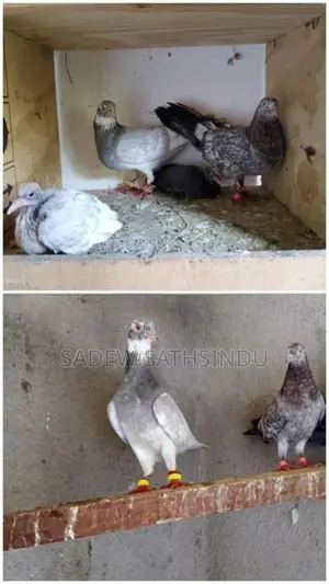 Pigeon