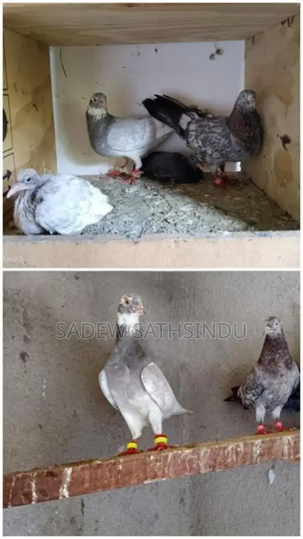 Pigeon