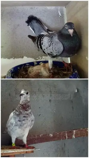 Pigeon