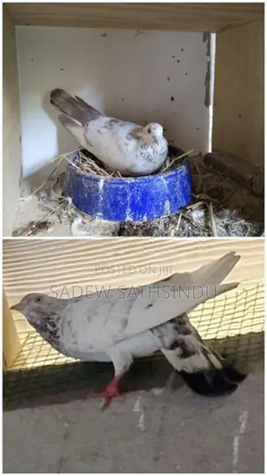 Pigeon