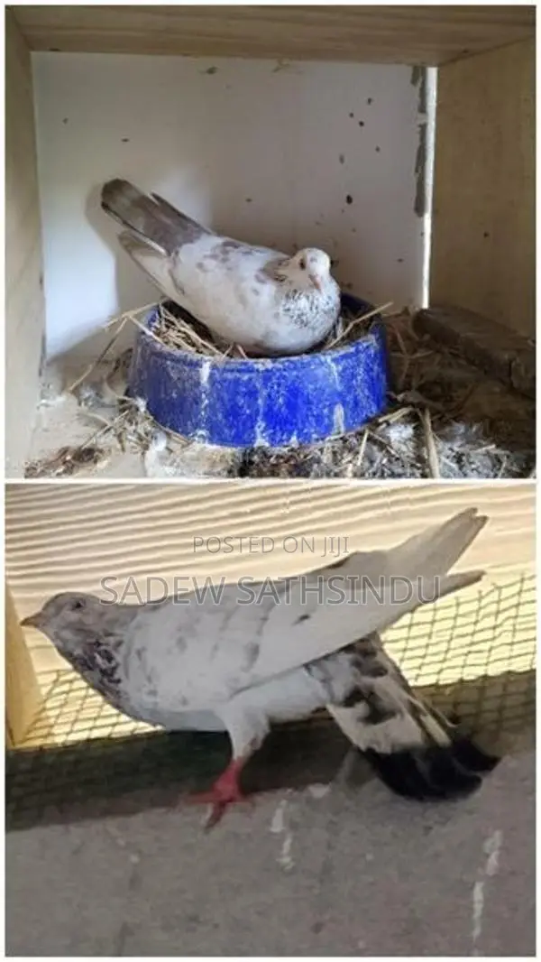 Pigeon