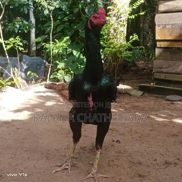 Black Color Rooster