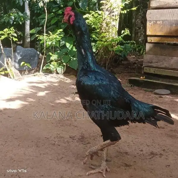 Black Color Rooster
