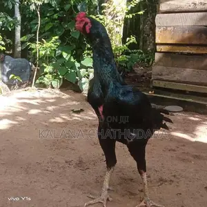 Black Color Rooster
