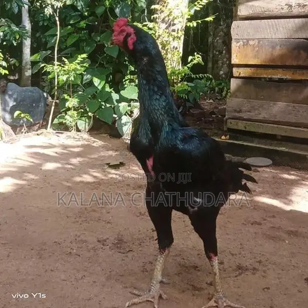 Black Color Rooster