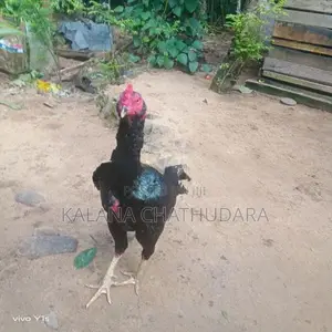 Black Color Rooster
