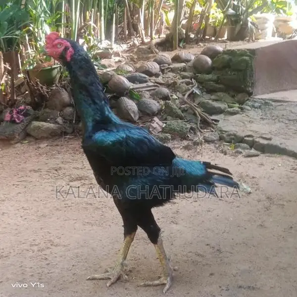 Black Color Rooster
