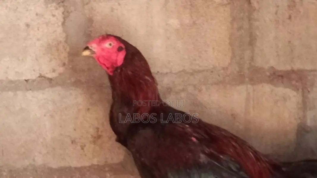 Velladiyan Rooster