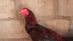 Velladiyan Rooster