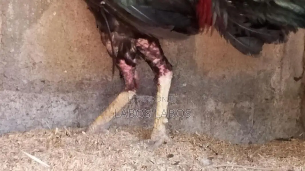 Velladiyan Rooster