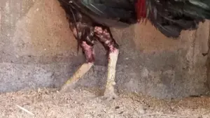 Velladiyan Rooster