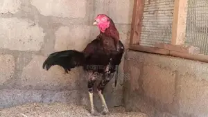 Velladiyan Rooster