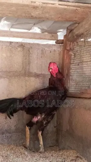 Velladiyan Rooster