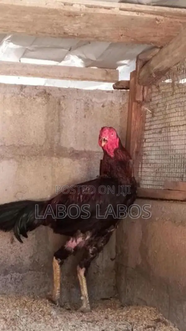 Velladiyan Rooster