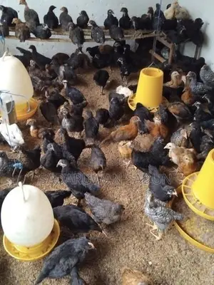 Karadagolla Chicks