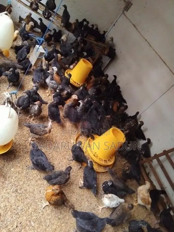 Karadagolla Chicks