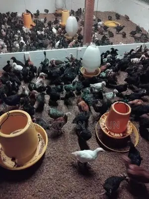 Karadagolla Chicks