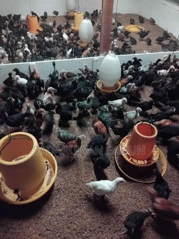 Karadagolla Chicks