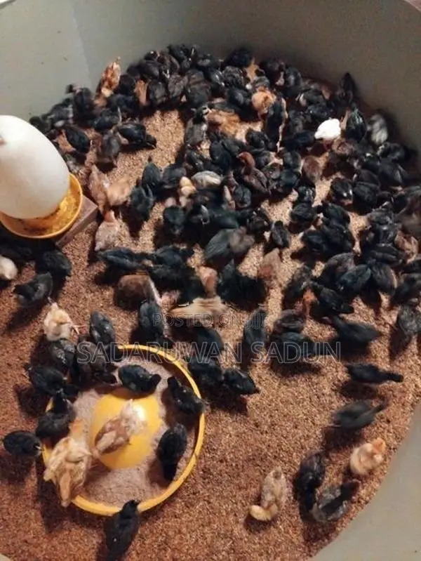 Karadagolla Chicks