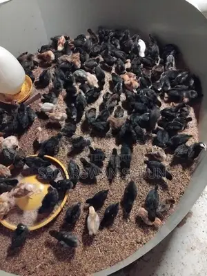 Karadagolla Chicks