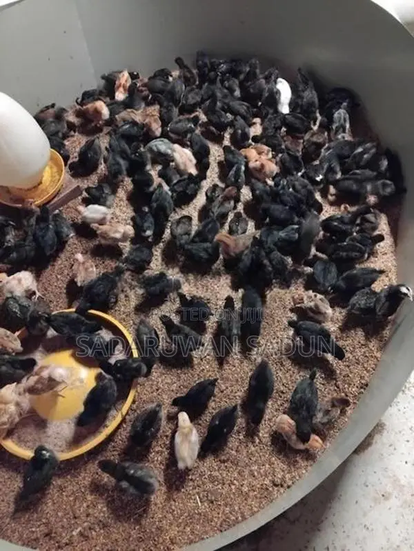 Karadagolla Chicks