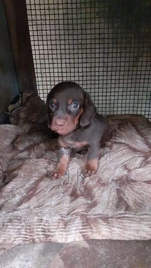 Dachshund Puppies