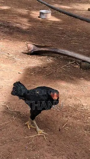 Velladiyan Rooster