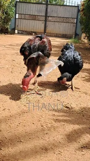 Velladiyan Rooster