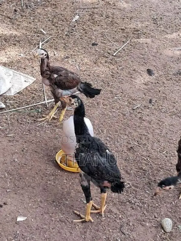 Velladiyan Rooster