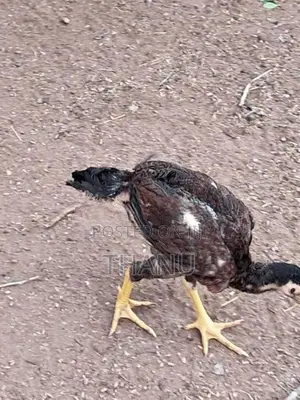 Velladiyan Rooster