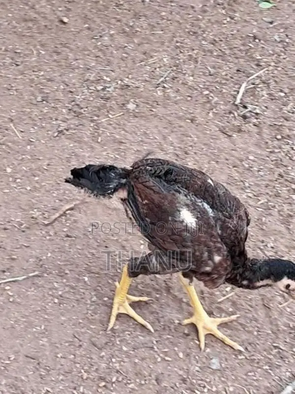 Velladiyan Rooster