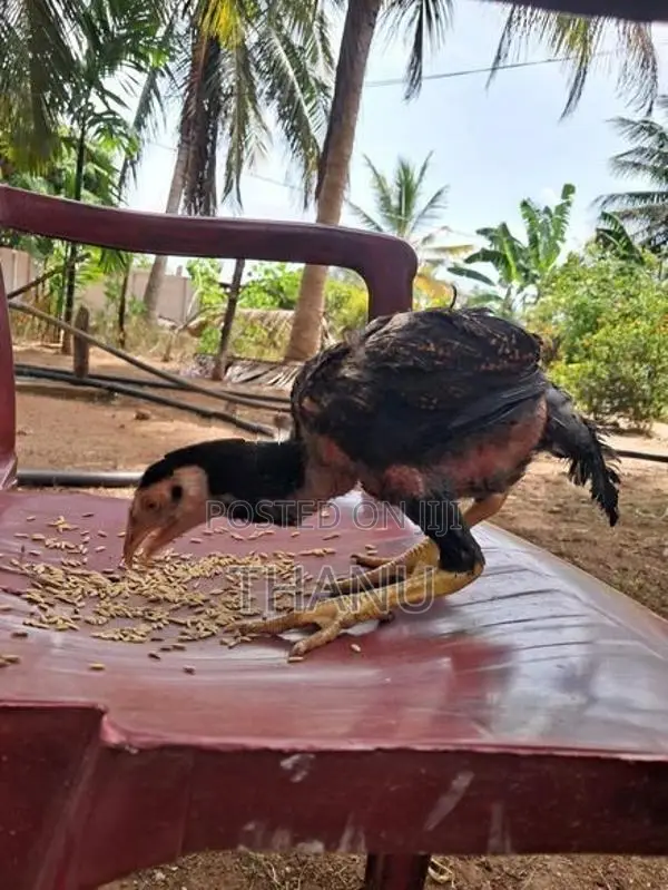 Velladiyan Rooster