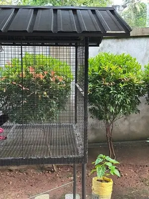 Bird Cage