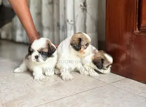 Shih Tzu Puppies