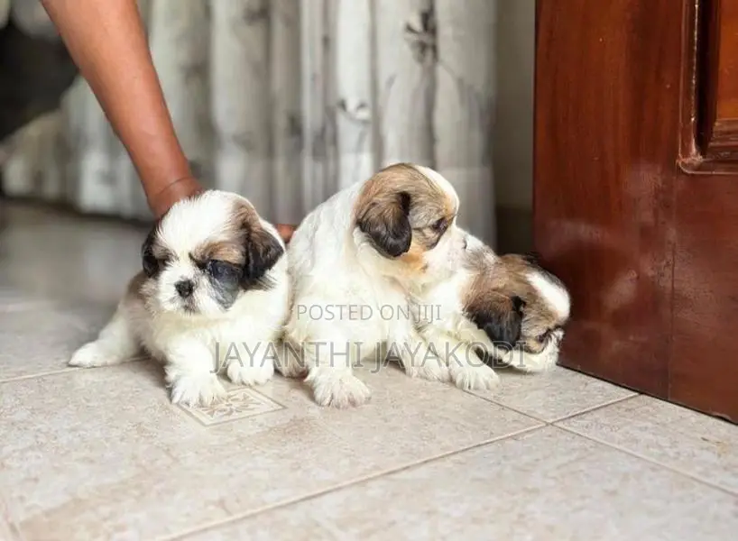 Shih Tzu Puppies