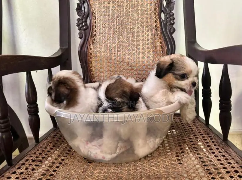 Shih Tzu Puppies