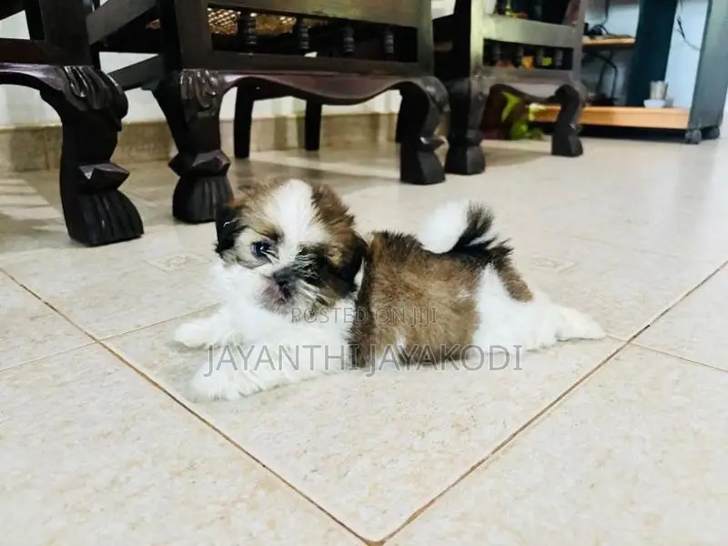 Shih Tzu Puppies