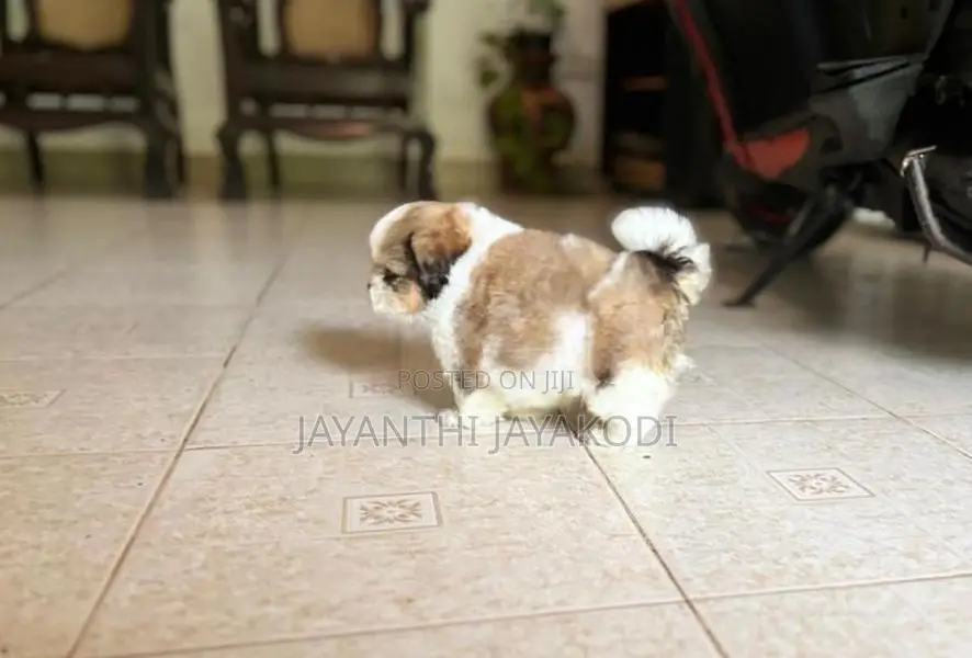 Shih Tzu Puppies