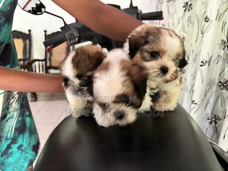 Shih Tzu Puppies