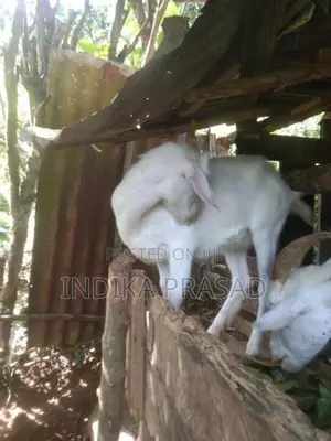 පට්ටි වැටුණු සනාන් වැස්සියෙක් සහ වැස්සි පැටියෙක්