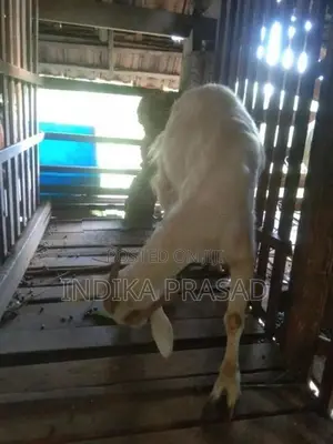 පට්ටි වැටුණු සනාන් වැස්සියෙක් සහ වැස්සි පැටියෙක්